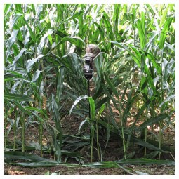 ghostblind-predator-ultimate-set-07